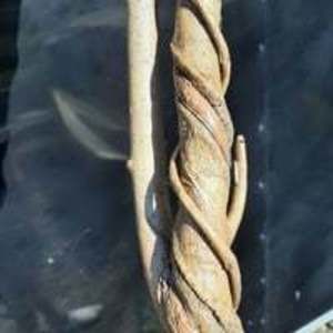 Conjoined walking stick
